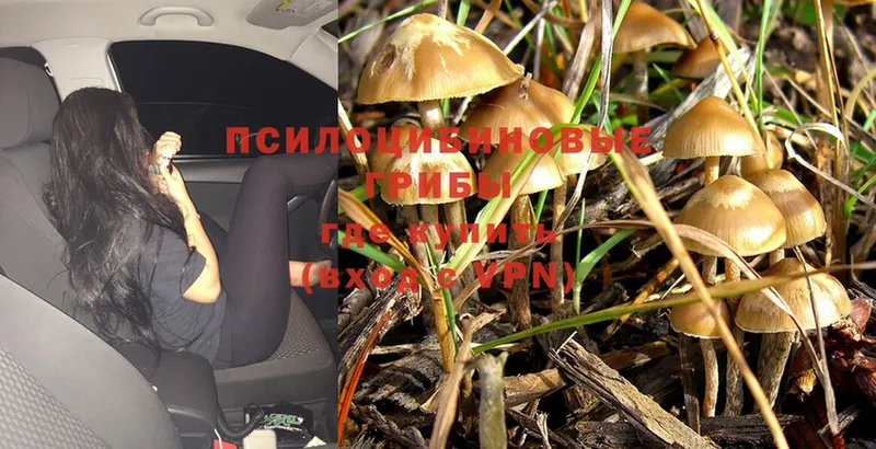 Псилоцибиновые грибы Psilocybine cubensis  кракен tor  Менделеевск 